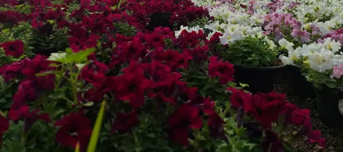 مجموعه گلخانه های آیریس گرگان