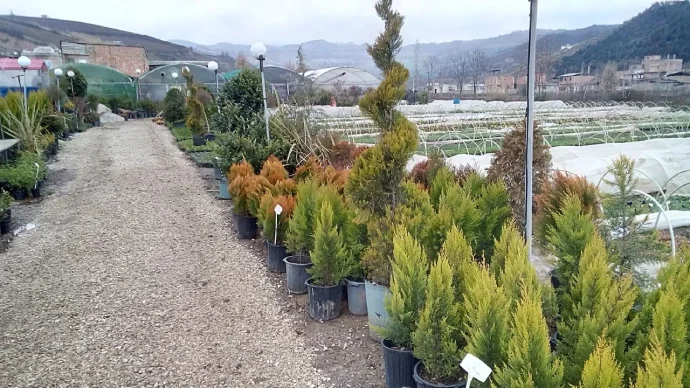 گلفروشی آلاگل گرگان