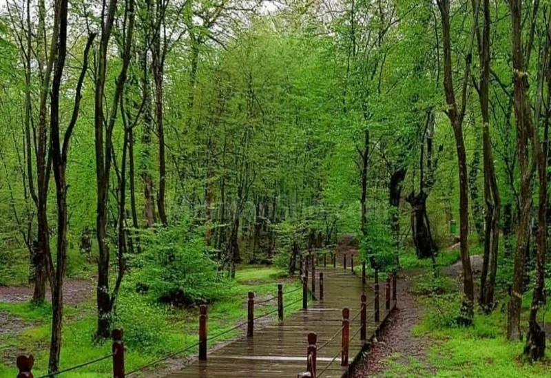 تصاویر النگدره گرگان در بهار با فضای سرسبز و مه‌آلود رویایی -2