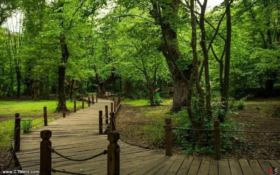 تصاویر النگدره گرگان در بهار با فضای سرسبز و مه‌آلود رویایی