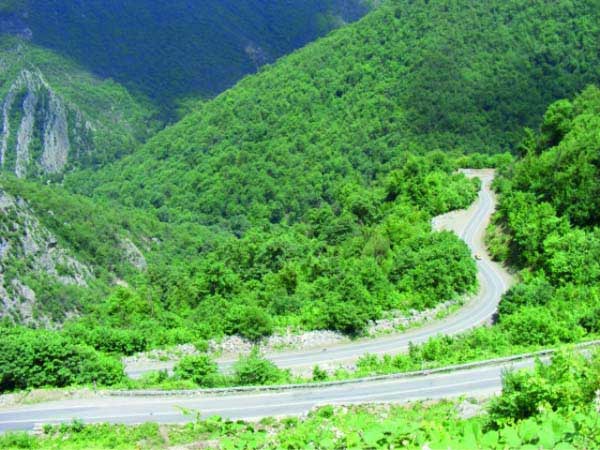 جنگل توسکستان از جاهای دیدنی گرگان در تابستان