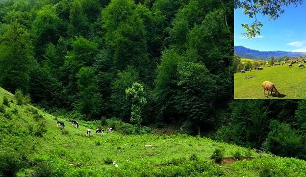 روستای نوچمن یکی از روستا های گردشگری گرگان