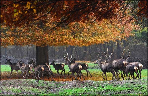 پارک ملی گلستان یکی از بهترین مکان ها برای عکاسی در گرگان